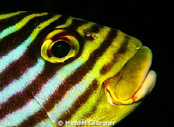 Oriental Sweetlip, Maldives by Michael Gallagher 